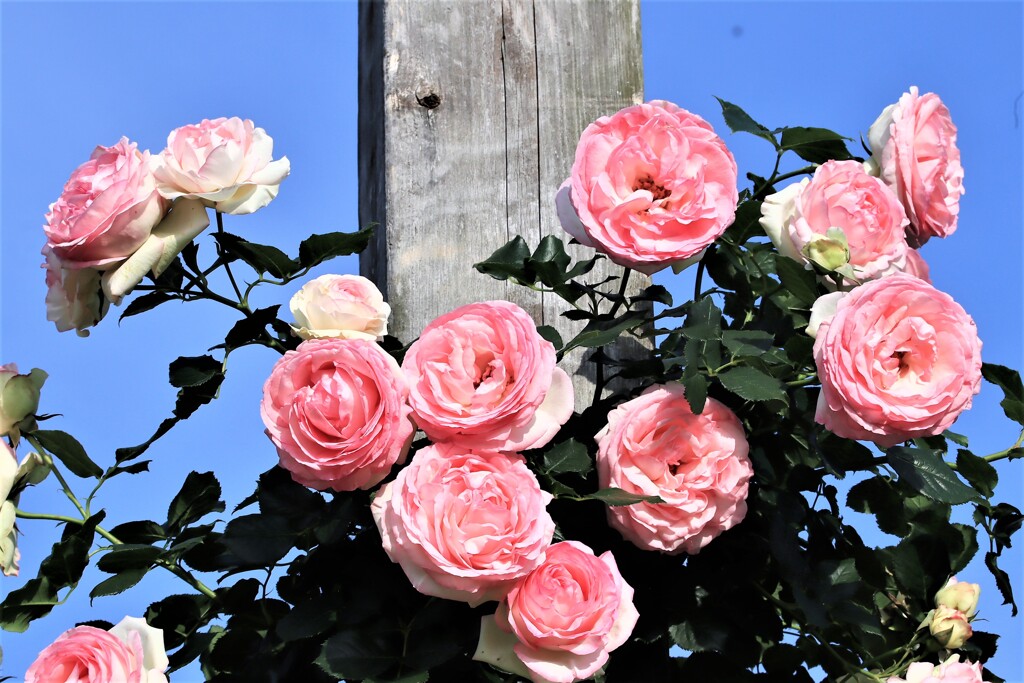薔薇園にて