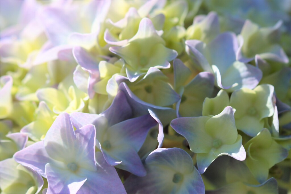 紫陽花