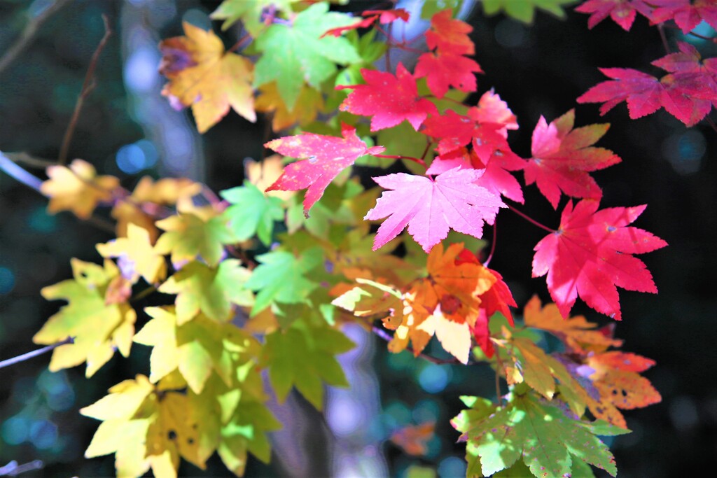 西光寺　紅葉