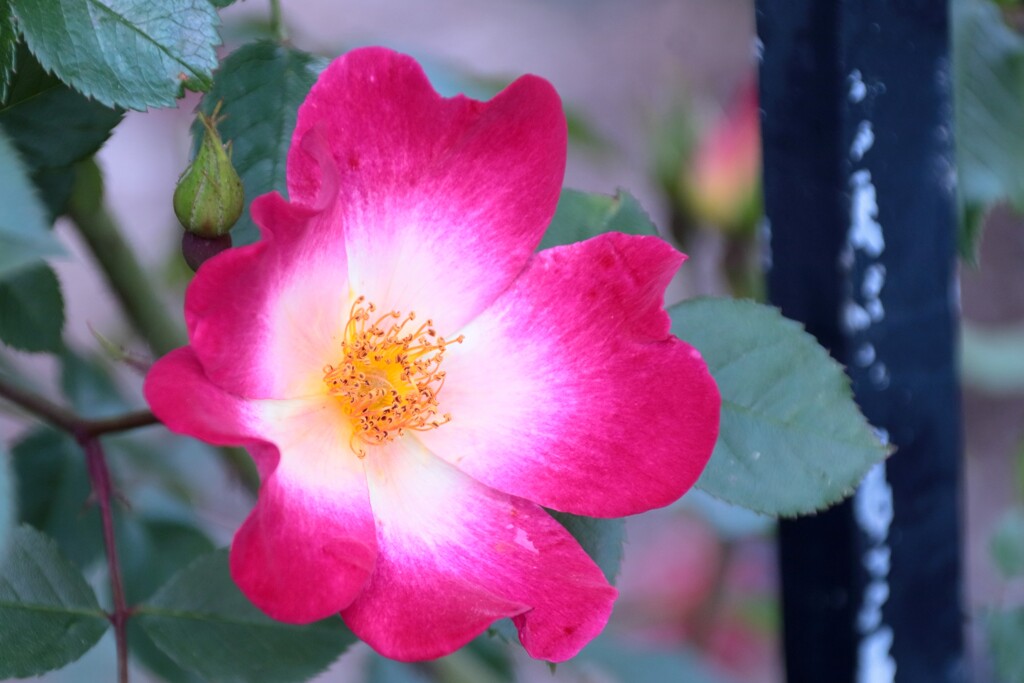 薔薇