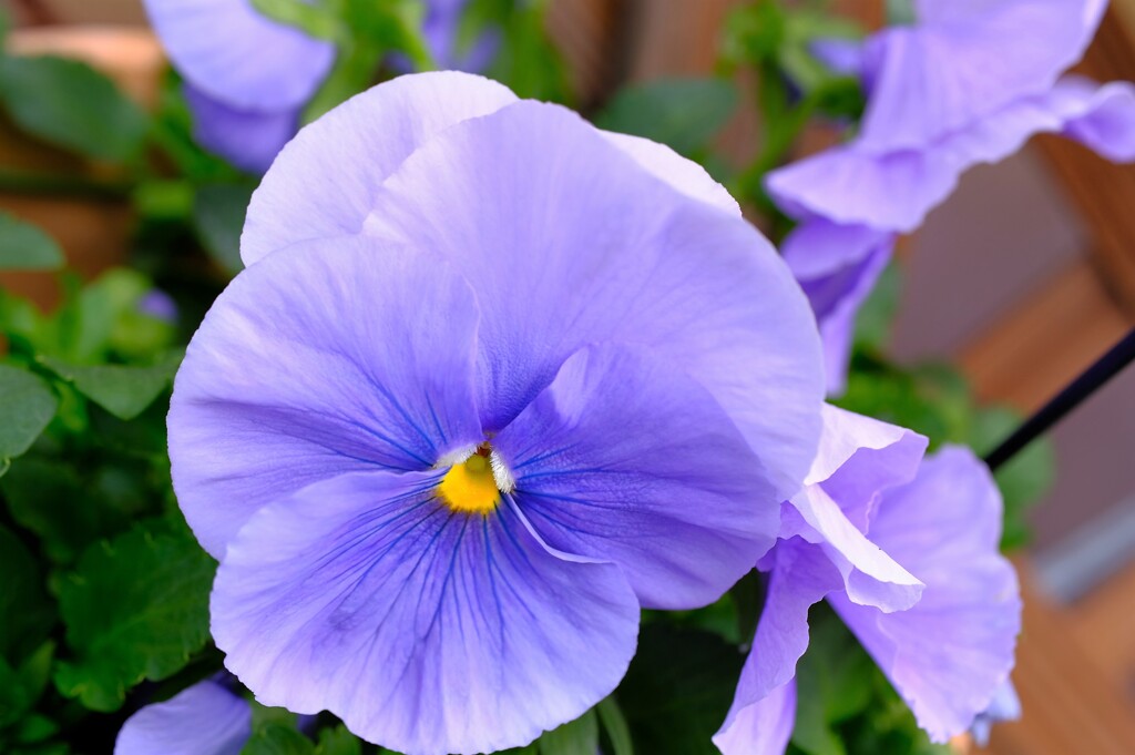 春の花