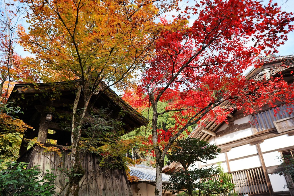 京都　常照皇寺の紅葉2