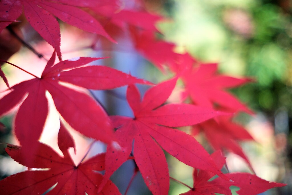 龍穏寺　紅葉