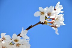 桜