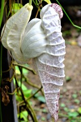 温室に咲く花　ペリカンバナ