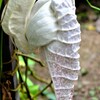 温室に咲く花　ペリカンバナ