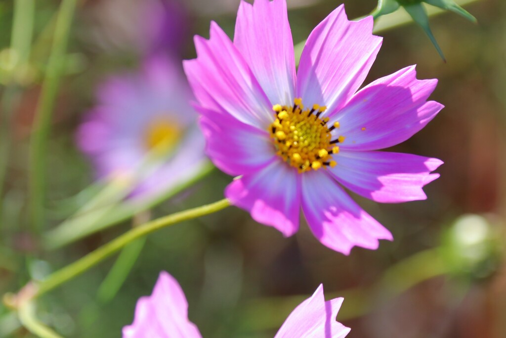 秋桜