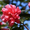 山茶花
