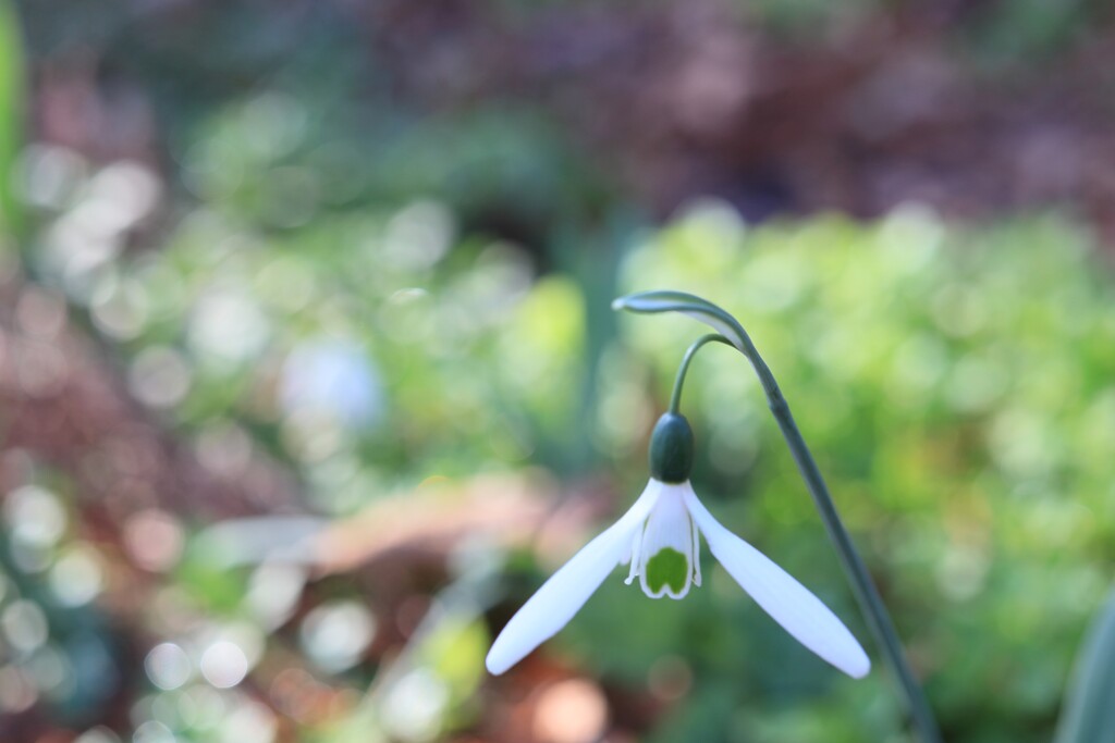 植物園にて