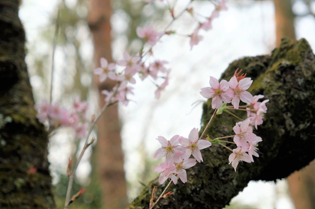龍安寺　桜
