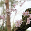 龍安寺　桜