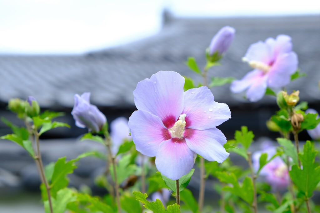 木槿