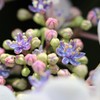 紫陽花