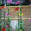 嵯峨菊