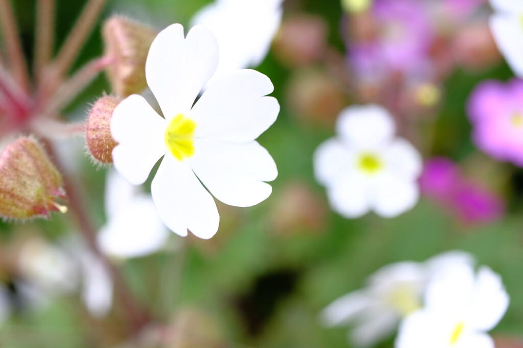 春の草花