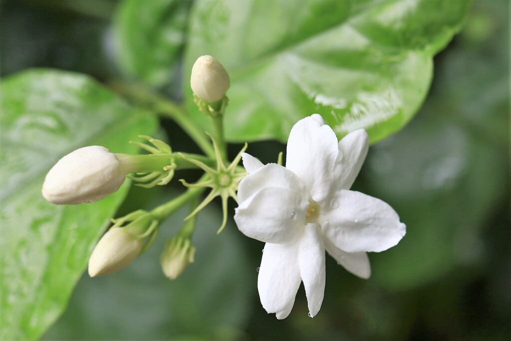 温室に咲く花