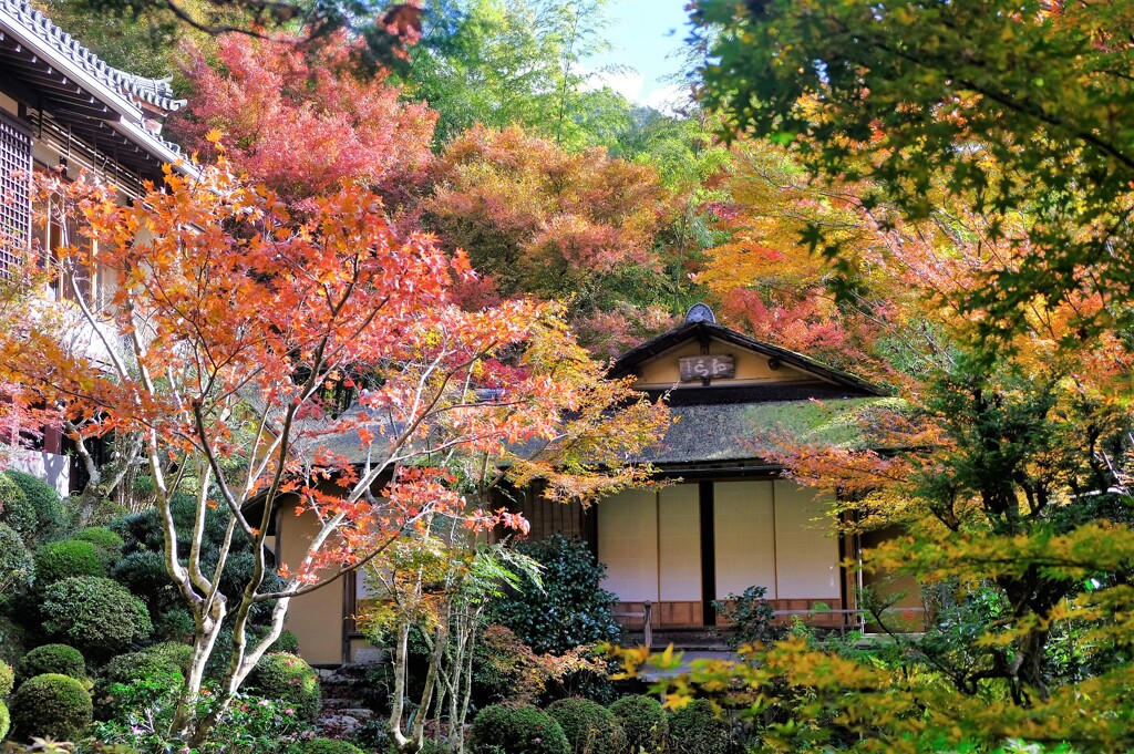 寂光院　紅葉