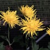 江戸菊