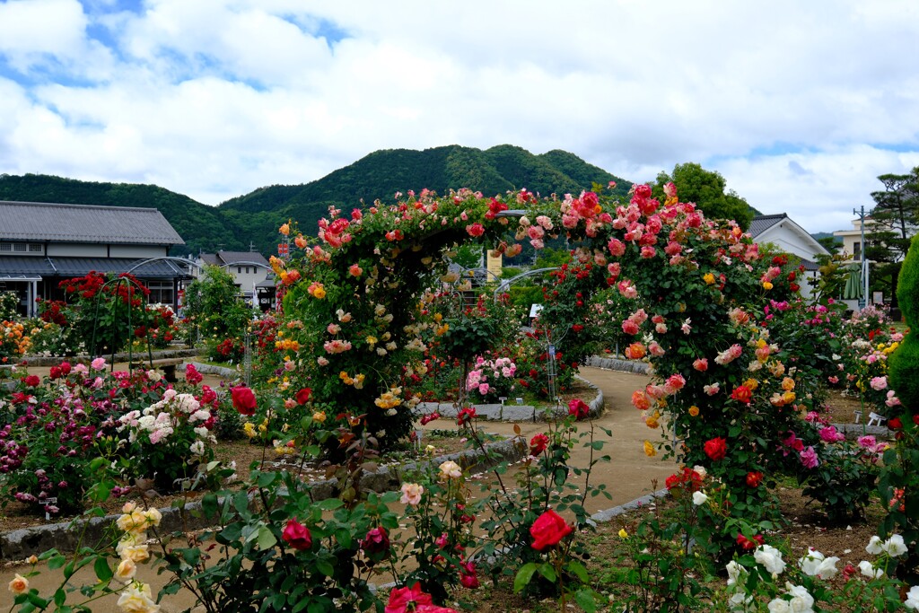 綾部バラ園