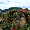 綾部バラ園
