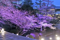 知恩院　夜桜