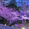 知恩院　夜桜