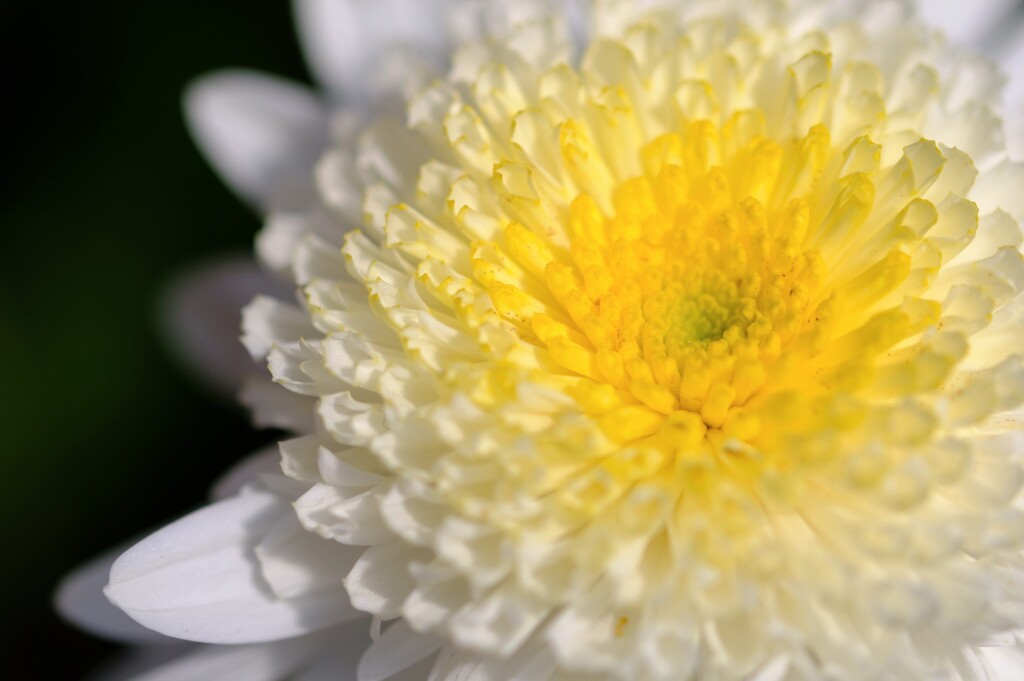 菊
