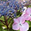 紫陽花