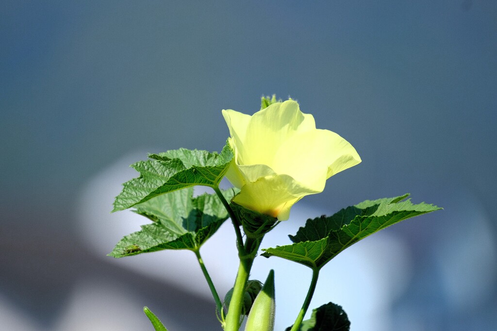 秋　野菜の花