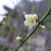 梅　雨をまとう