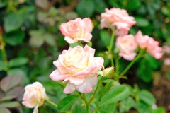 咲き残った薔薇