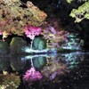 京都府立植物園　紅葉　ライトアップ
