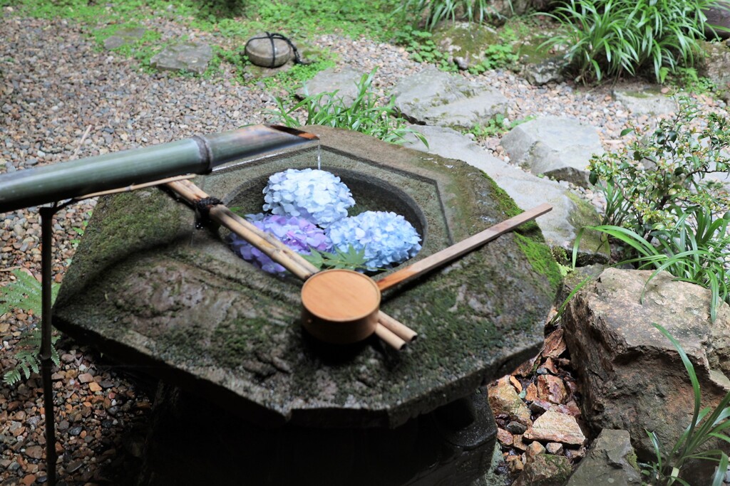 紫陽花　花手水