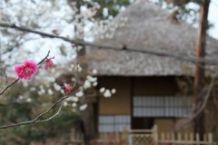 京都梅宮大社　梅