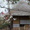 京都梅宮大社　梅