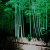 竹林のライトアップ