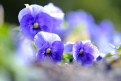 早春の草花展