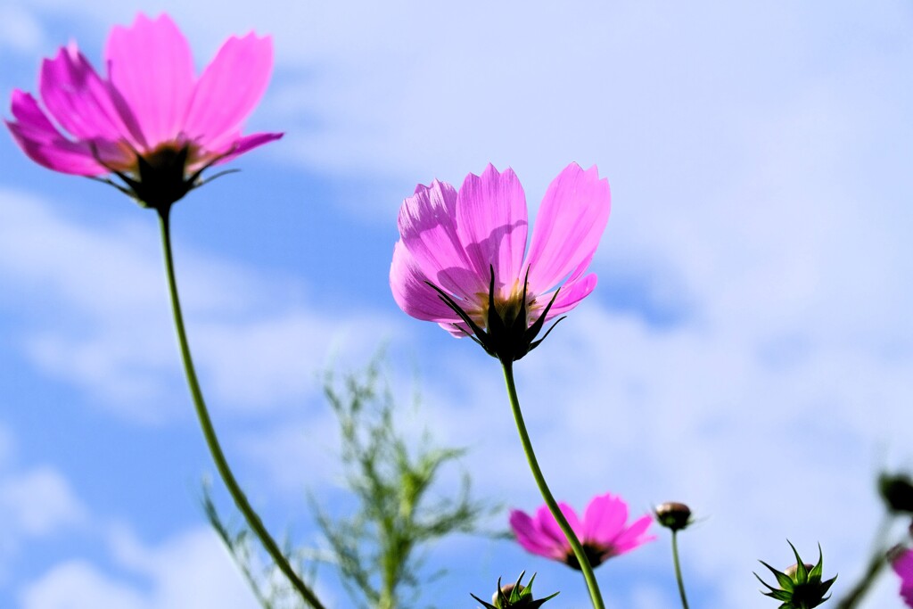 秋桜
