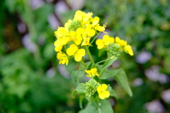 早春の草花展