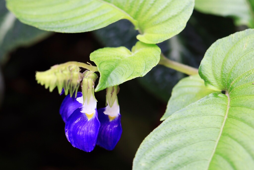 温室に咲く花