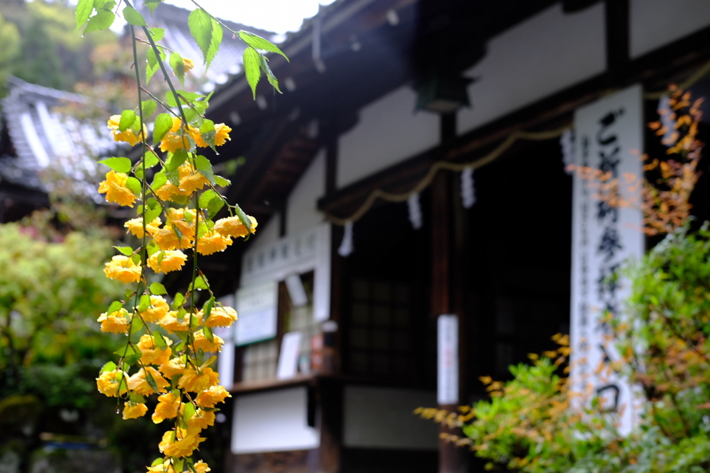 山吹