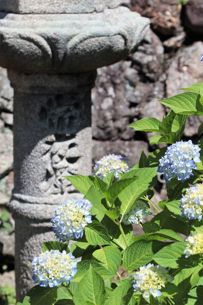 紫陽花