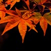 神蔵寺　ライトアップ