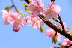 京都車折神社　満開の河津桜