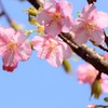 京都車折神社　満開の河津桜