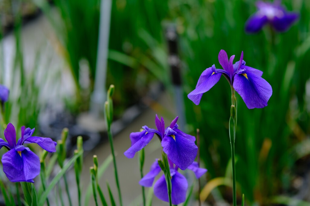 花菖蒲