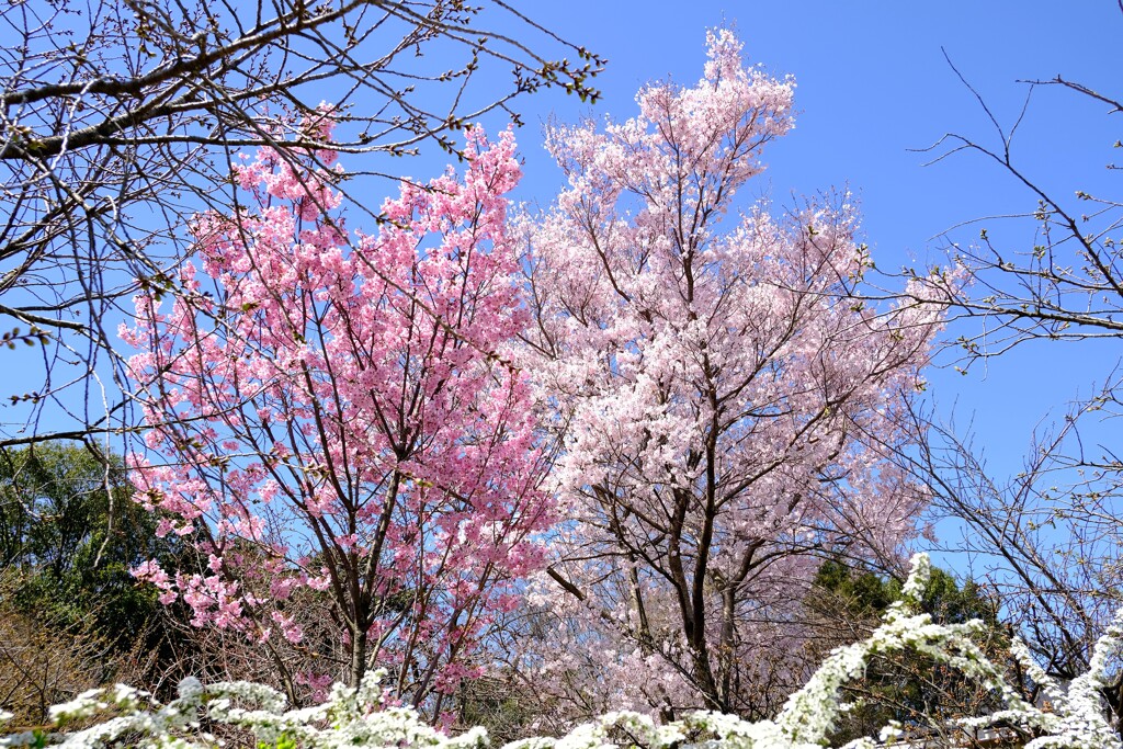 京都府立植物園