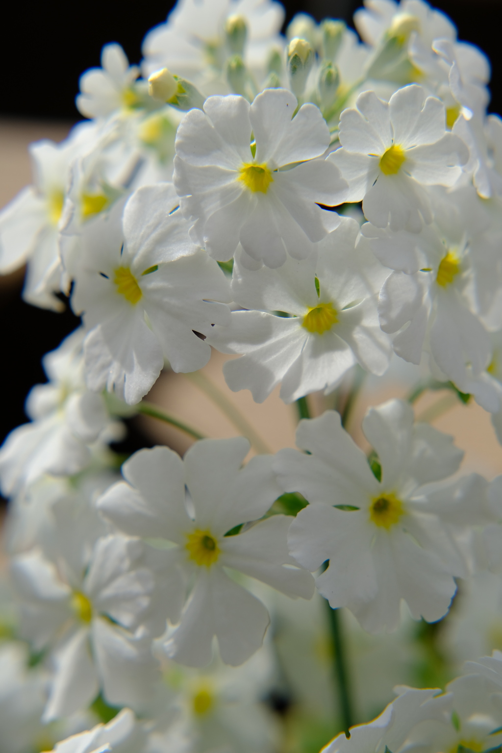 早春の草花展