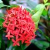 温室に咲く花　イクソラ