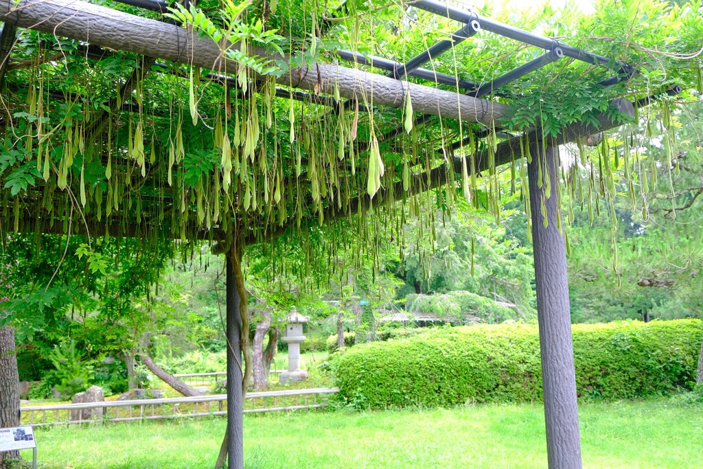 夏色　藤棚